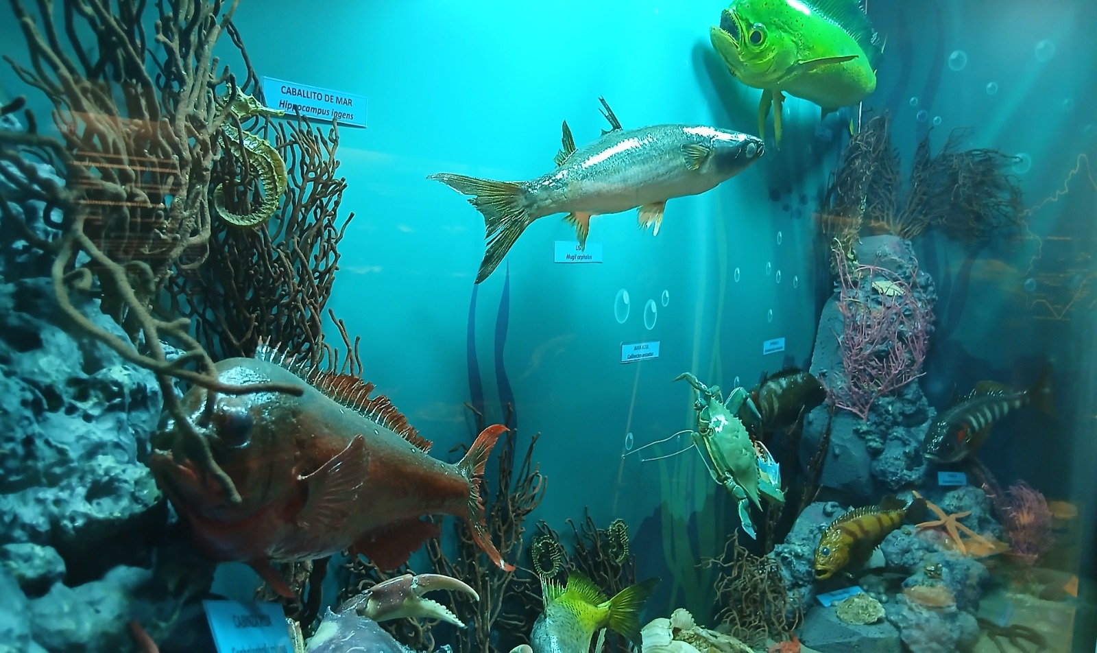 “El Mar y la vida en el antiguo Lambayeque” Museo Tumbas Reales de Sipán