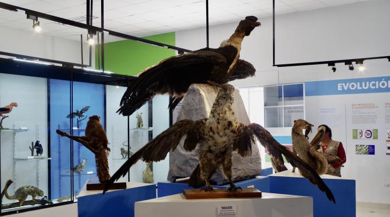 Museo de Antropología, Arqueología e Historia Natural de Ranrahirca