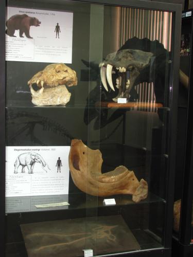 Museo de Historia Natural "Vera Alleman Haeghebaert"