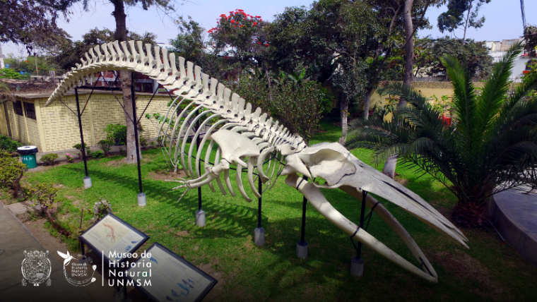 Museo de Historia Natural "Javier Prado"